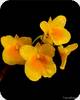 Dendrobium braianense